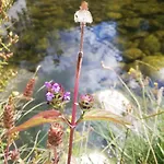 Sambuc'asa - Serra Da Estrela