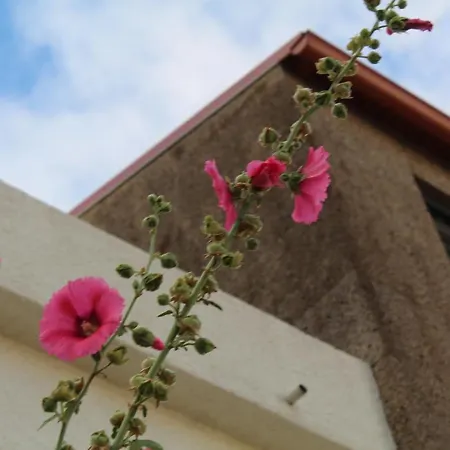 Sambuc'asa - Serra Da Estrela