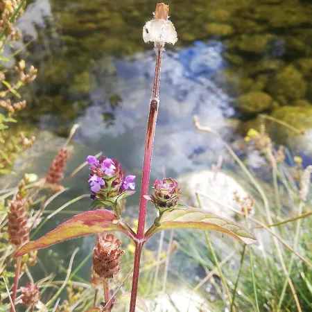 Sambuc'asa - Serra Da Estrela