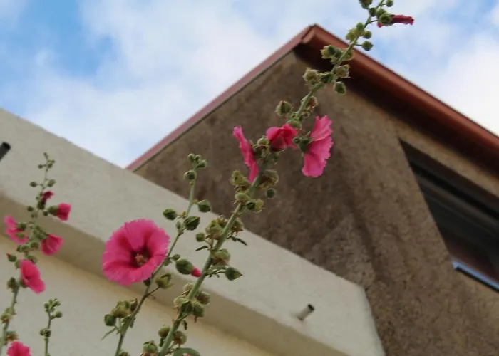 Sambuc'asa - Serra Da Estrela
