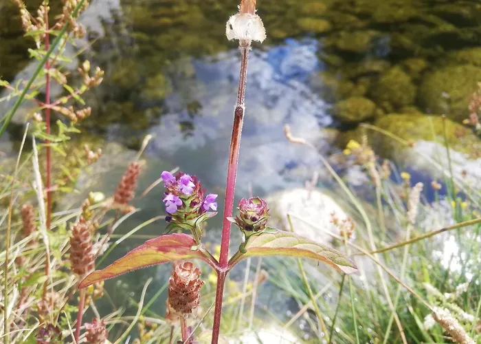 Sambuc'asa - Serra Da Estrela